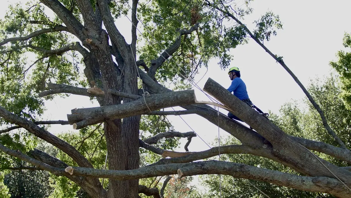 Professional Crown Thinning performed by certified arborists in West Greene
