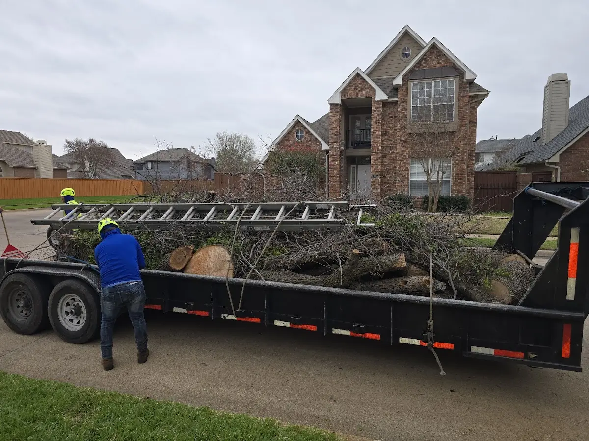 Expert Tree Removal with proper safety equipment in West Greene